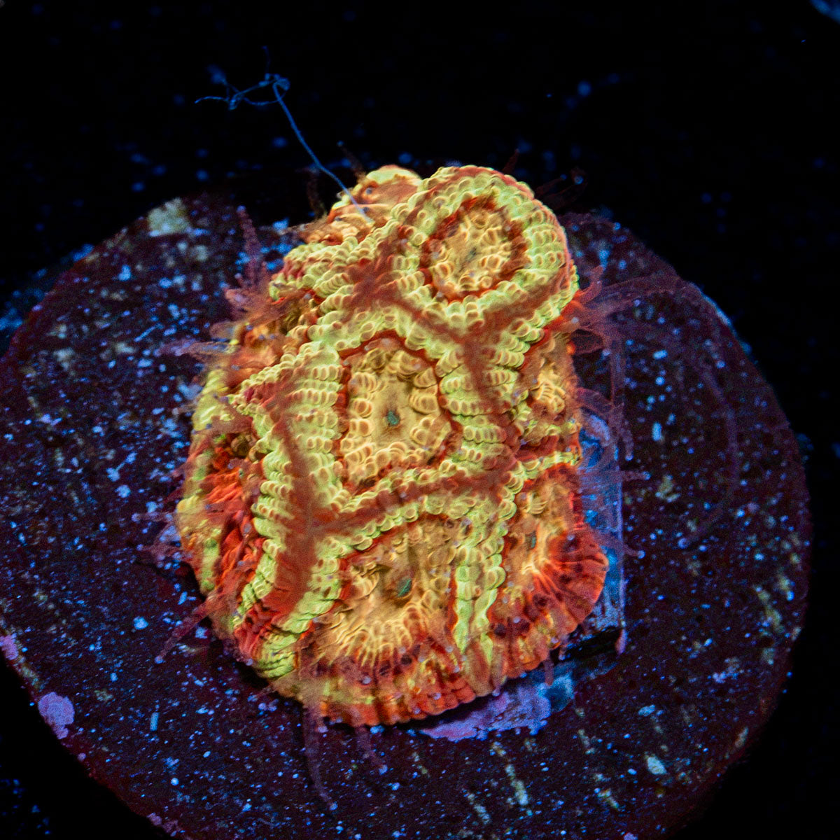 Scorpion King Favia Coral with encrusting growth in reef aquarium