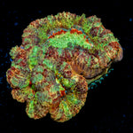 Viper Strike Asian Acan Coral with fleshy polyps in reef aquarium