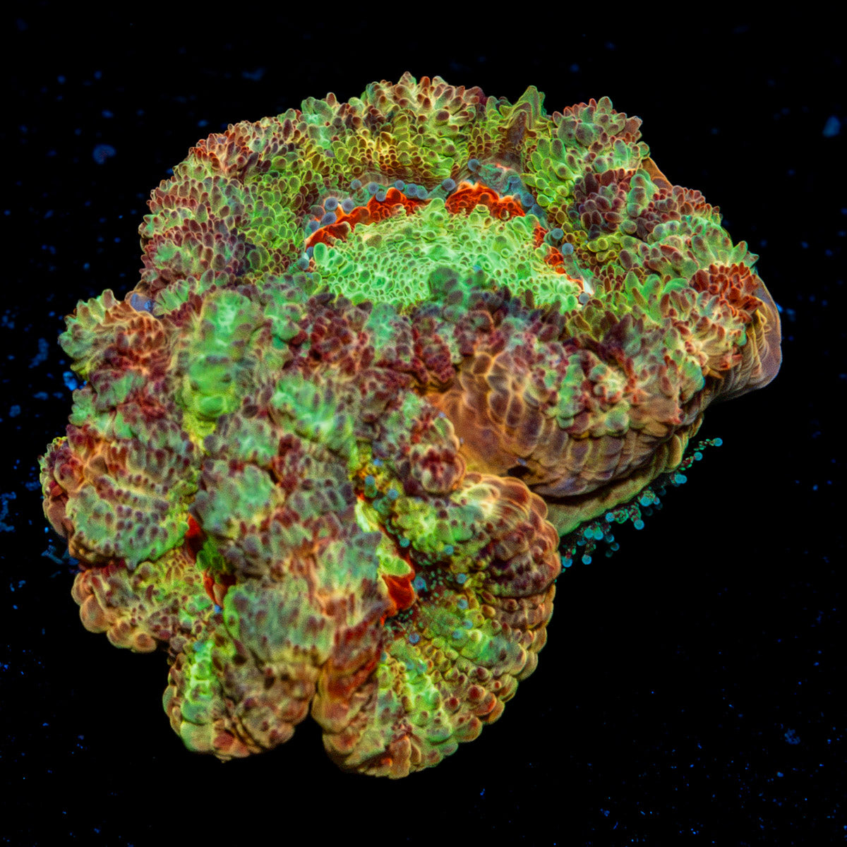 Viper Strike Asian Acan Coral with fleshy polyps in reef aquarium