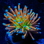 Mardi Gras Torch Euphyllia - riptide aquaculture llc