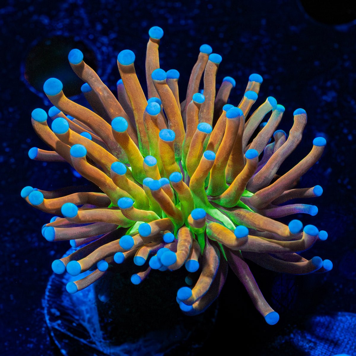 Mardi Gras Torch Euphyllia - riptide aquaculture llc
