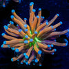 Mardi Gras Torch Euphyllia - riptide aquaculture llc