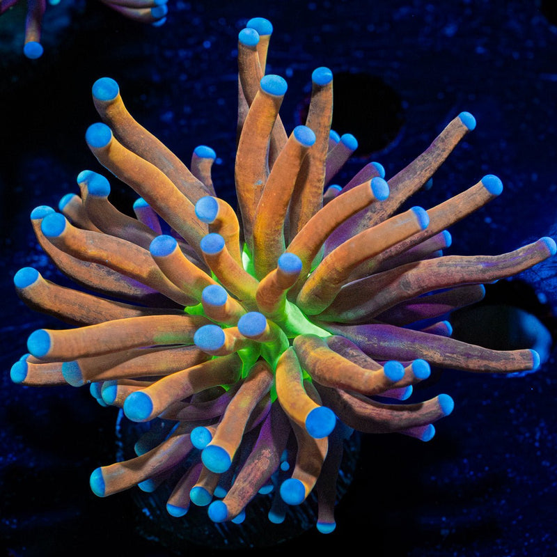 Mardi Gras Torch Euphyllia