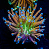 Mardi Gras Torch Euphyllia - riptide aquaculture llc