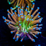 Mardi Gras Torch Euphyllia - riptide aquaculture llc