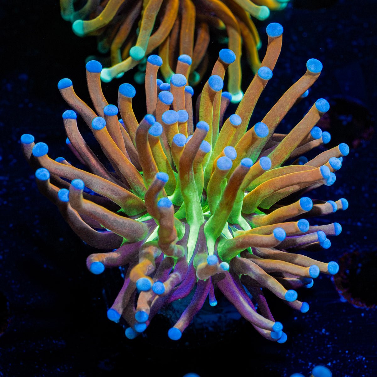 Mardi Gras Torch Euphyllia - riptide aquaculture llc