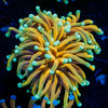 Inferno Torch Euphyllia - riptide aquaculture llc