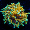 Inferno Torch Euphyllia - riptide aquaculture llc