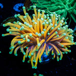 Inferno Torch Euphyllia - riptide aquaculture llc