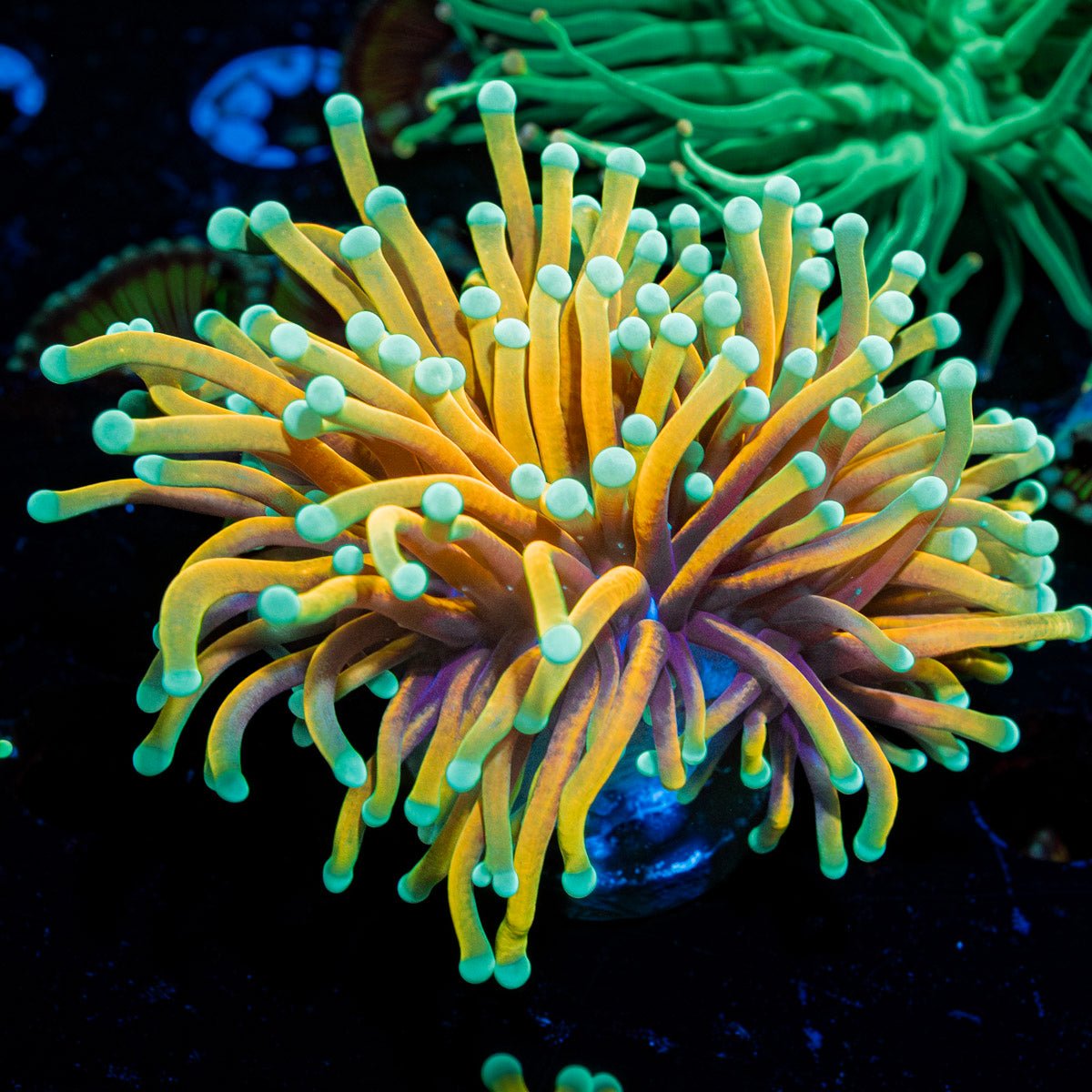 Inferno Torch Euphyllia - riptide aquaculture llc