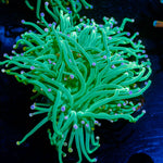 Pink Tipped Torch Euphyllia - riptide aquaculture llc