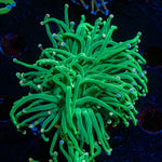 Pink Tipped Torch Euphyllia - riptide aquaculture llc