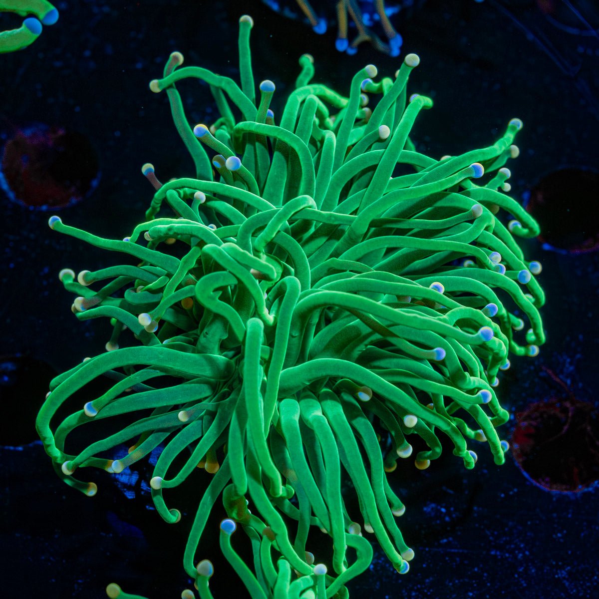 Pink Tipped Torch Euphyllia - riptide aquaculture llc