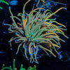 Dragon Talmer Torch Euphyllia - riptide aquaculture llc