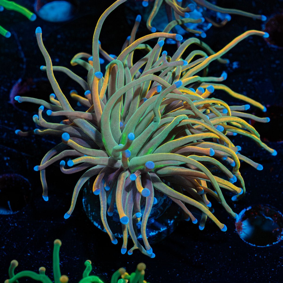 Dragon Talmer Torch Euphyllia - riptide aquaculture llc
