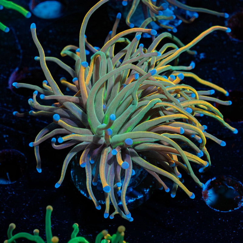 Dragon Talmer Torch Euphyllia