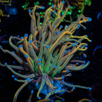 Dragon Talmer Torch Euphyllia - riptide aquaculture llc