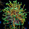 Golden Dragon Torch Euphyllia - riptide aquaculture llc