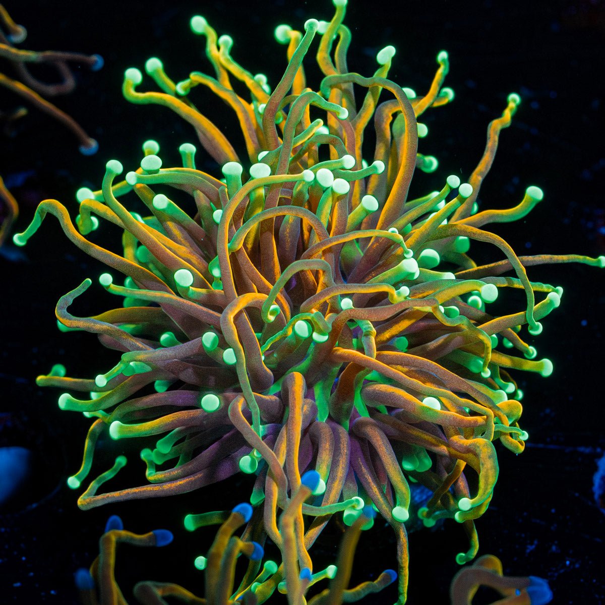 Golden Dragon Torch Euphyllia - riptide aquaculture llc