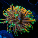 Golden Dragon Torch Euphyllia - riptide aquaculture llc