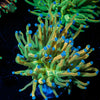 Holy Grail Torch Euphyllia - riptide aquaculture llc