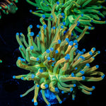 Holy Grail Torch Euphyllia - riptide aquaculture llc