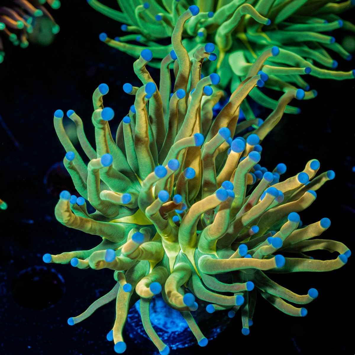 Holy Grail Torch Euphyllia - riptide aquaculture llc