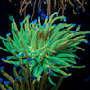 Holy Grail Torch Euphyllia - riptide aquaculture llc