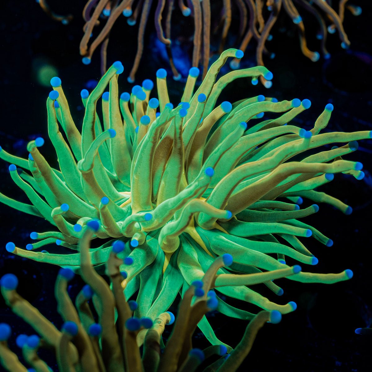 Holy Grail Torch Euphyllia - riptide aquaculture llc
