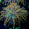 Dragon Talmer Torch Euphyllia - riptide aquaculture llc