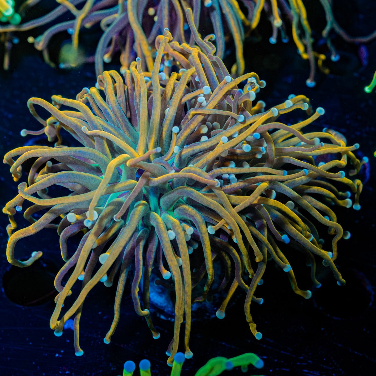 Dragon Talmer Torch Euphyllia - riptide aquaculture llc