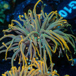 Dragon Talmer Torch Euphyllia - riptide aquaculture llc