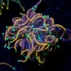 Dragon Soul torch Euphyllia - riptide aquaculture llc
