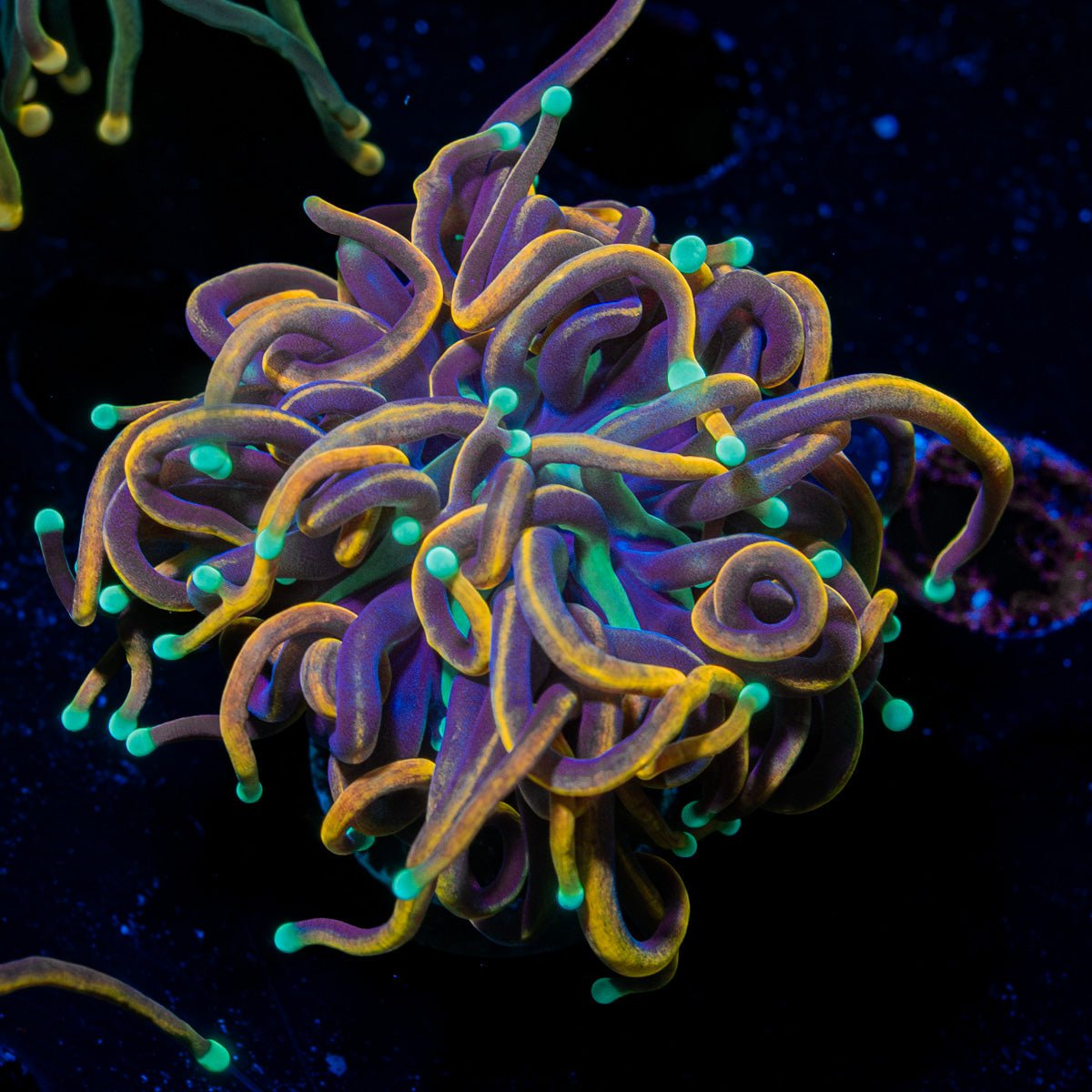 Dragon Soul torch Euphyllia - riptide aquaculture llc