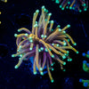 Blow Torch Euphyllia - riptide aquaculture llc