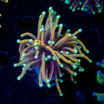 Blow Torch Euphyllia - riptide aquaculture llc