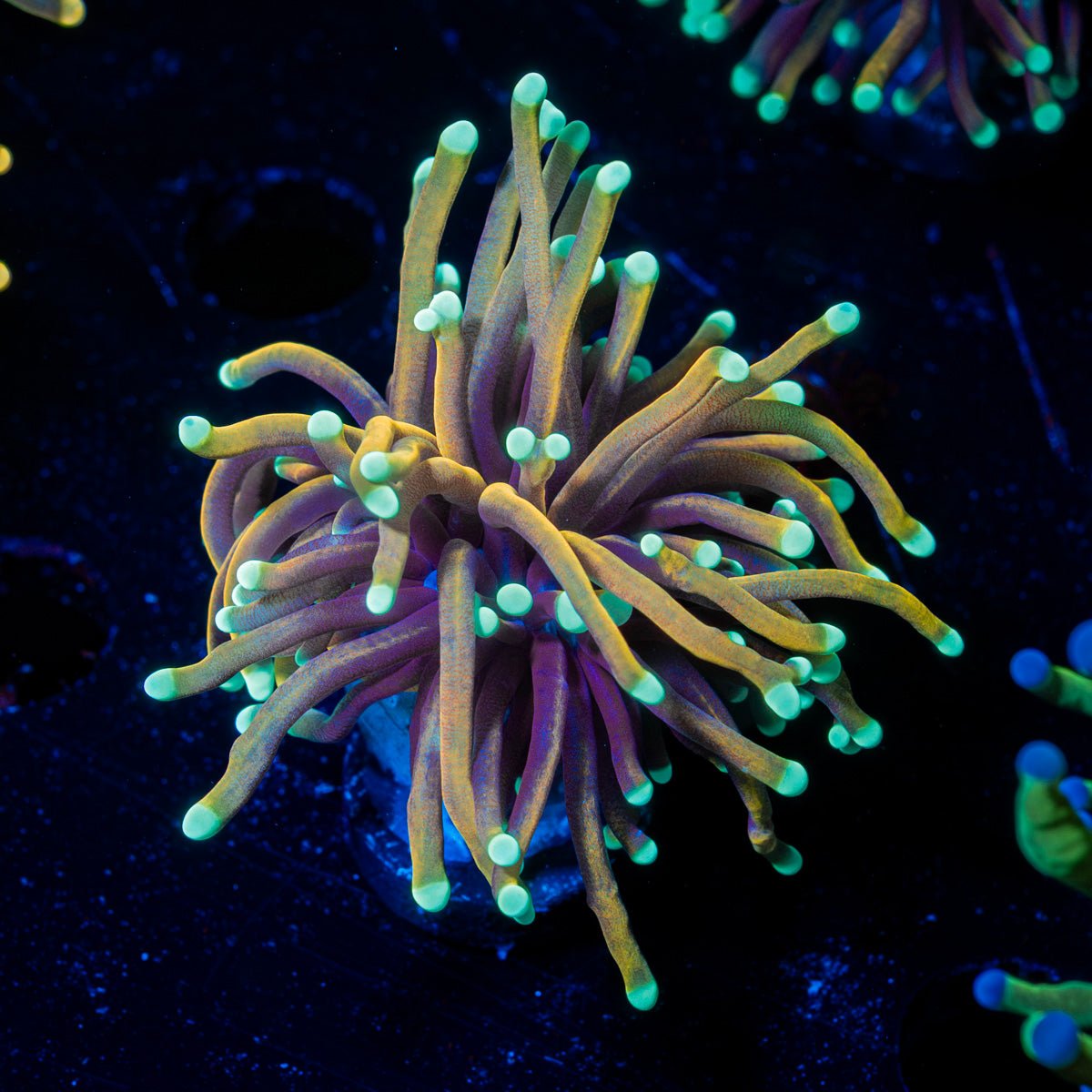 Blow Torch Euphyllia - riptide aquaculture llc
