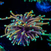 Blow Torch Euphyllia - riptide aquaculture llc