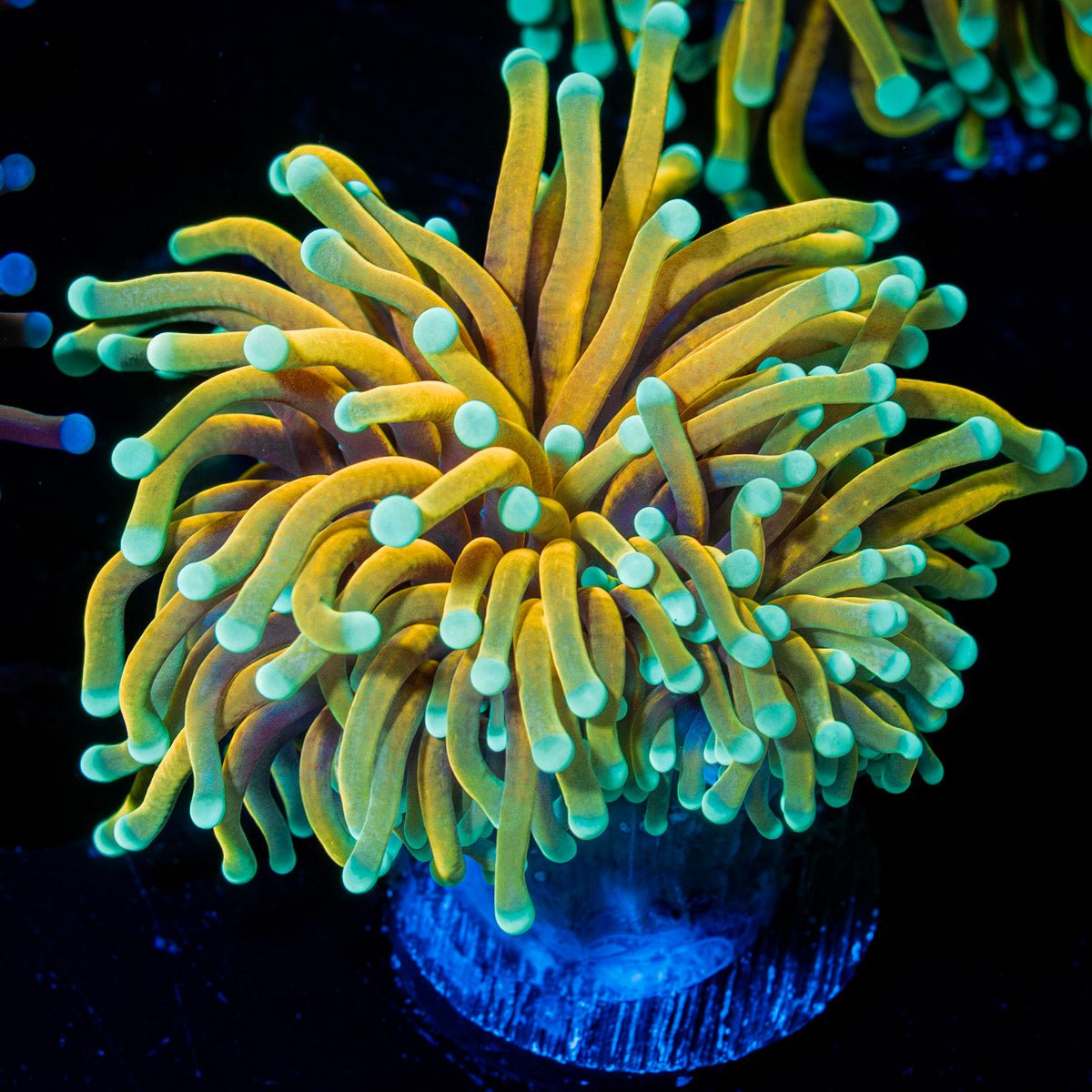 Inferno Torch Euphyllia - riptide aquaculture llc
