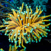 Inferno Torch Euphyllia - riptide aquaculture llc