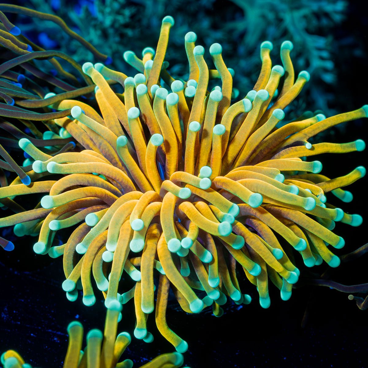 Inferno Torch Euphyllia - riptide aquaculture llc