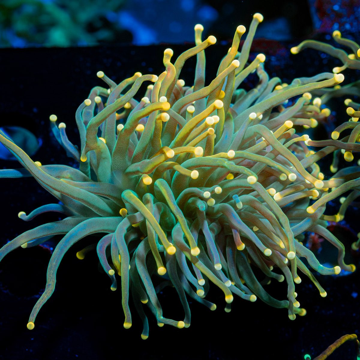 2GC Rapunzel Holy Grail Torch Euphyllia - riptide aquaculture llc