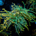 2GC Rapunzel Holy Grail Torch Euphyllia - riptide aquaculture llc