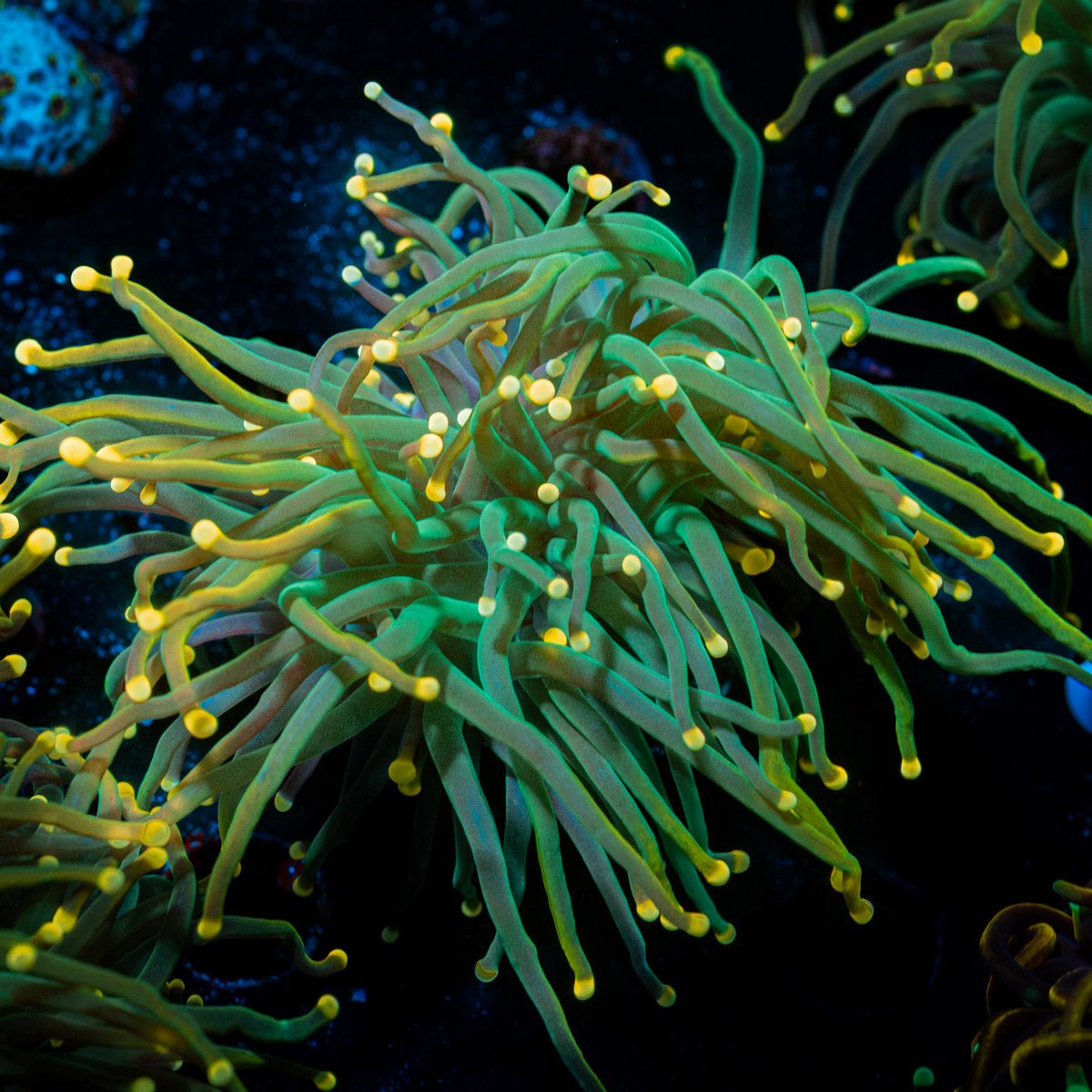 2GC Rapunzel Holy Grail Torch Euphyllia - riptide aquaculture llc