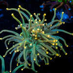 2GC Rapunzel Holy Grail Torch Euphyllia - riptide aquaculture llc