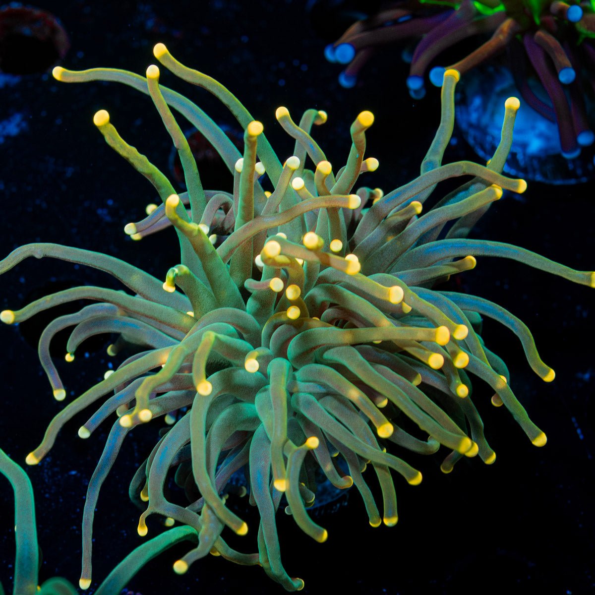 2GC Rapunzel Holy Grail Torch Euphyllia - riptide aquaculture llc