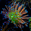 Mardi Gras Torch Euphyllia - riptide aquaculture llc