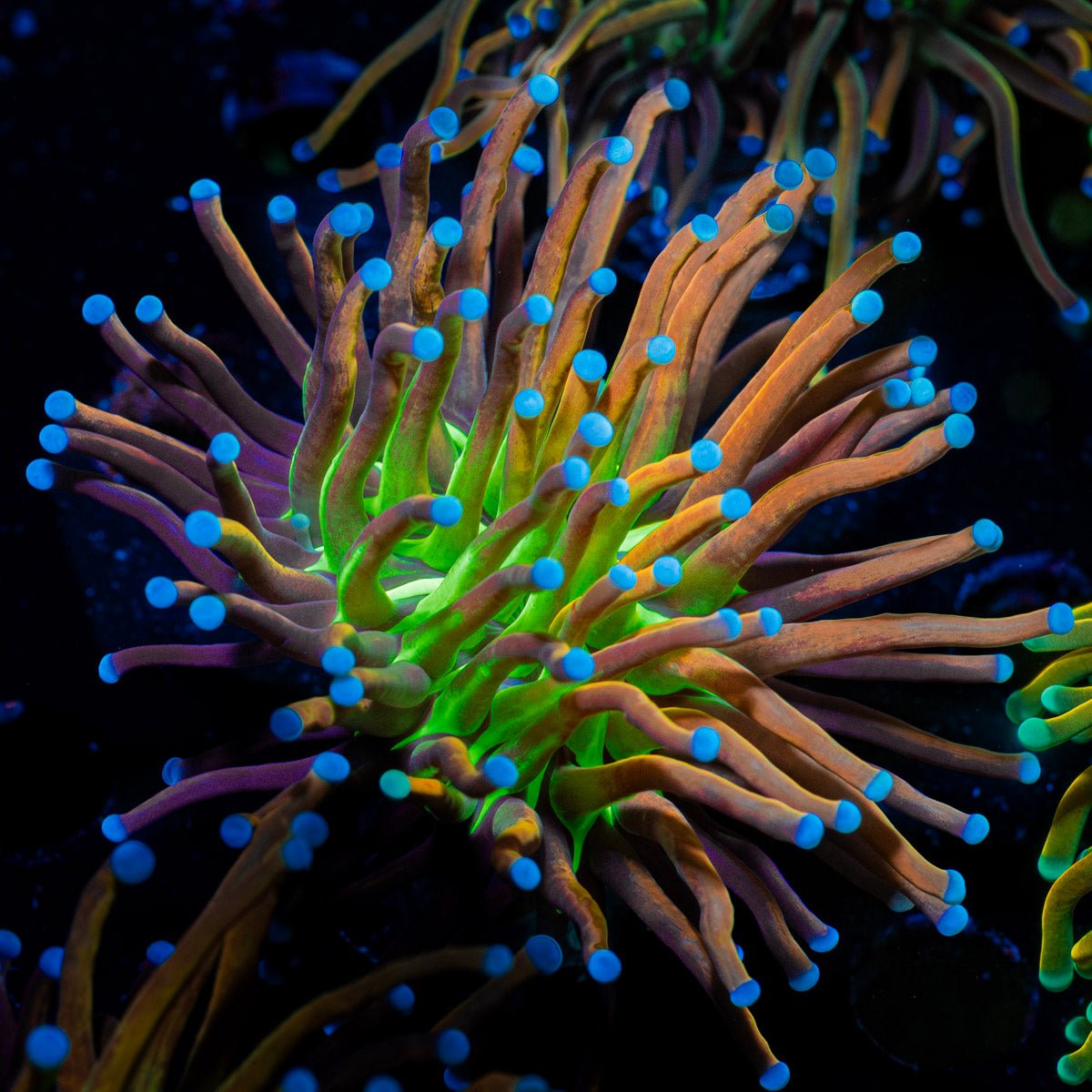 Mardi Gras Torch Euphyllia - riptide aquaculture llc