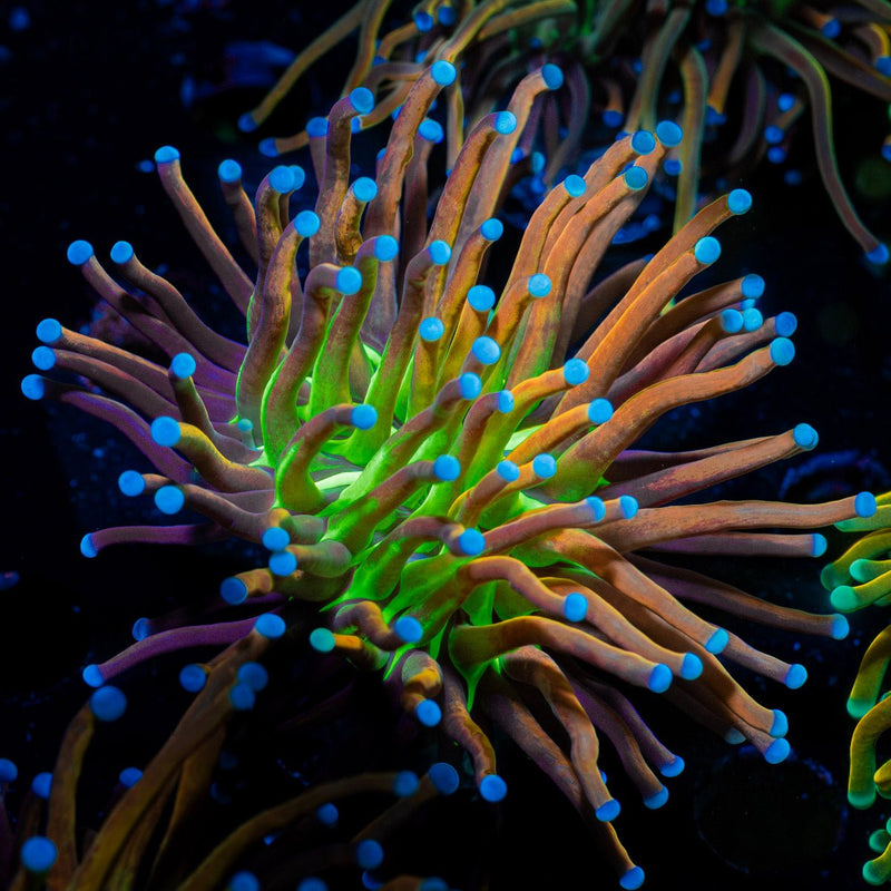 Mardi Gras Torch Euphyllia