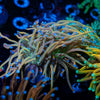 Dragon Talmer Torch Euphyllia - riptide aquaculture llc